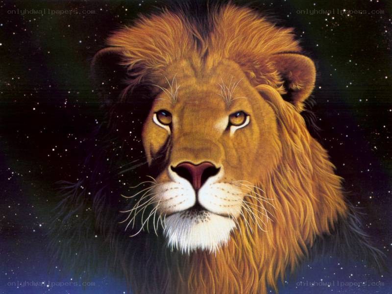 Lion against starry sky