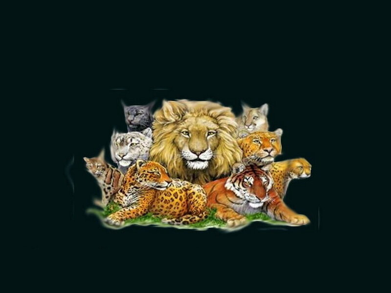 Lion and Big Cats