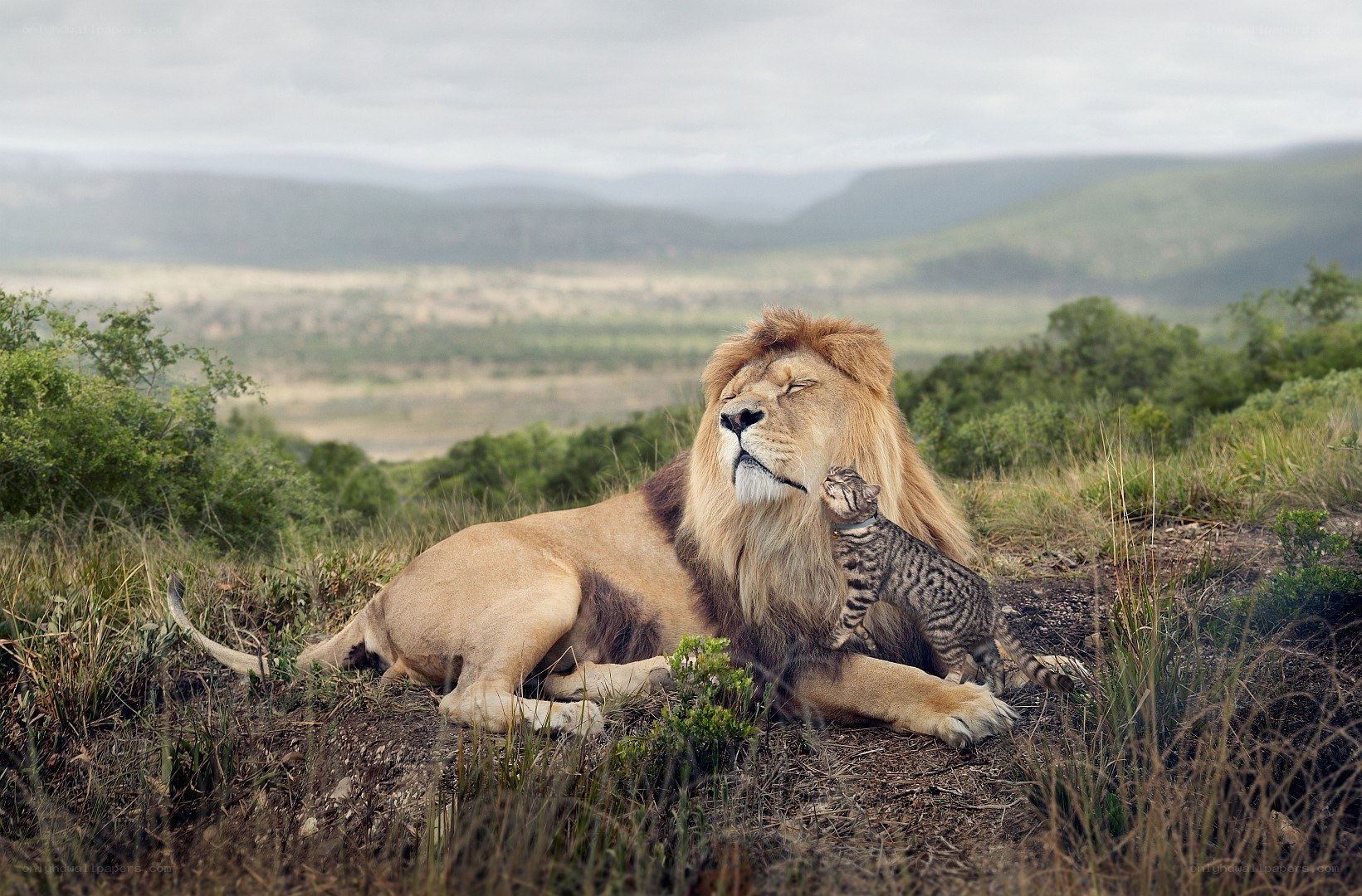 lion and cat resting together