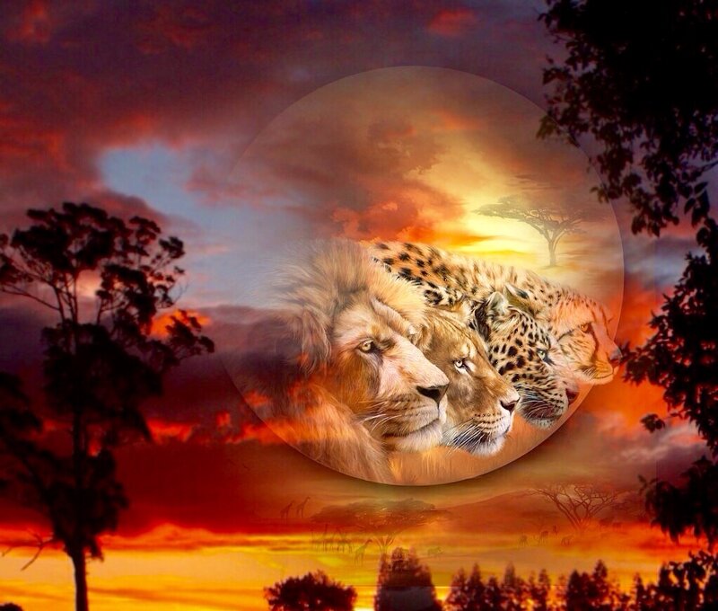 Lion and Cheetah Heads