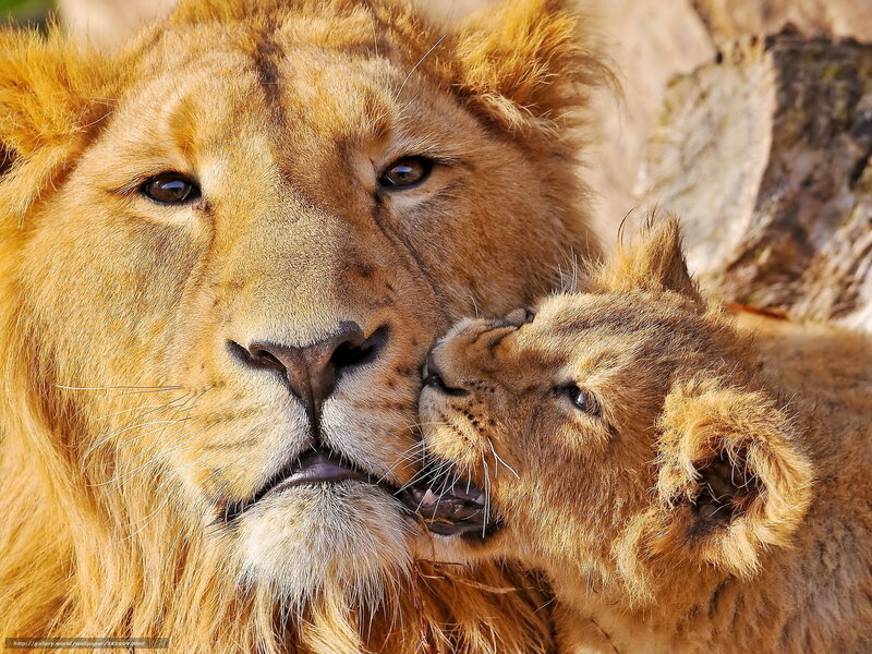 Lion and cub affection