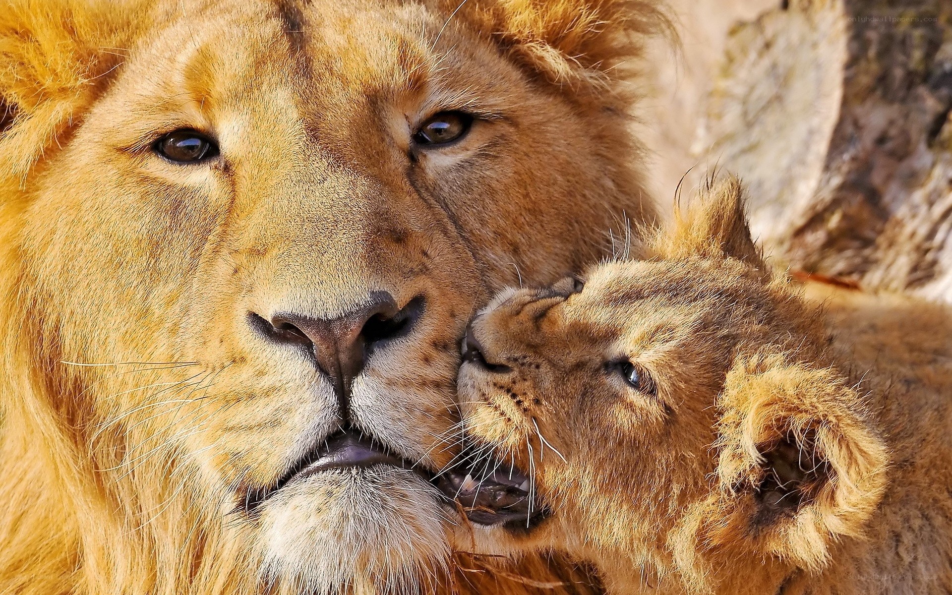 Lion and cub affection