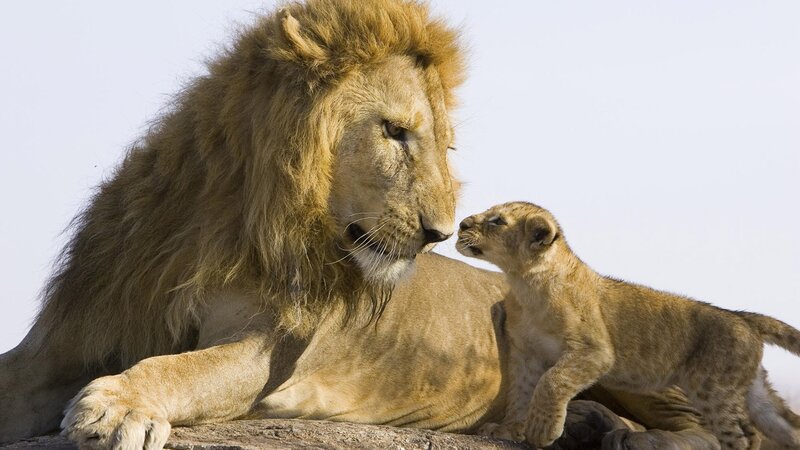 Lion and Cub — Afternoon