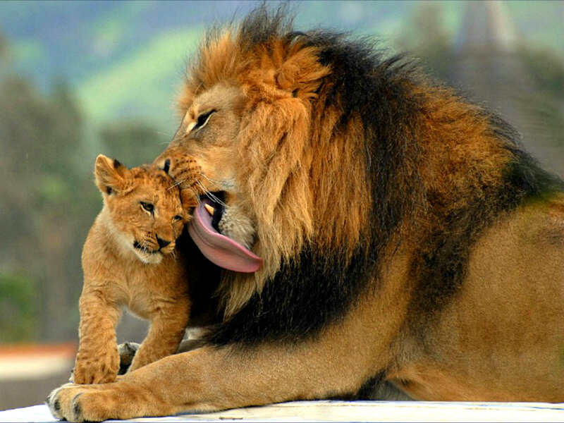 Lion and Cub — Brown, Affectionate