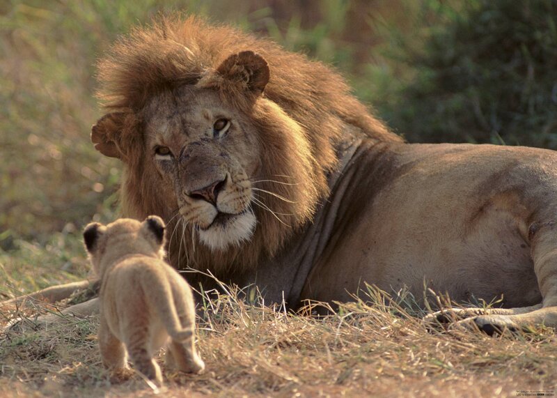 Lion and Cub — Brown, Calm, Afternoon, Photograph, Grass, Lions