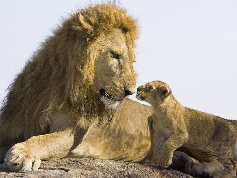 Lion and Cub — Brown, Calm, Afternoon, Photograph, Rock, Tan