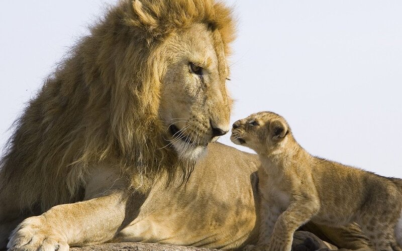 Lion and Cub — Brown, Calm, Afternoon, Photograph, Sky, Tan