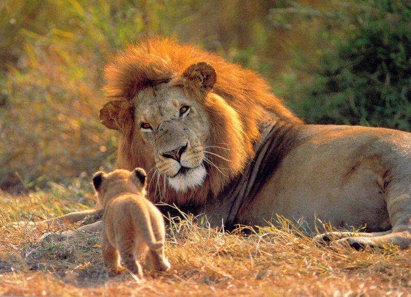 Lion and Cub — Brown, Calm, Afternoon