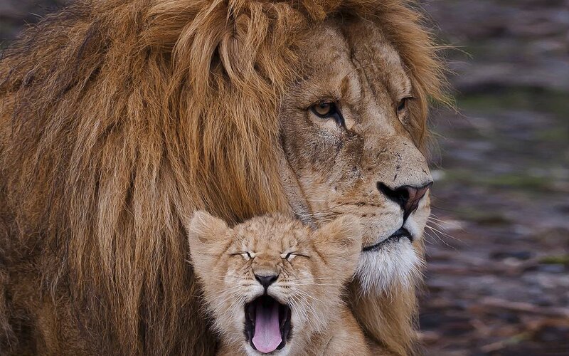 Lion and Cub — Brown, Calm, Photograph, Mane