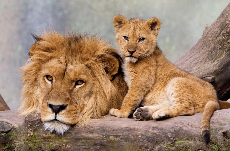 Lion and Cub — Brown, Calm, Photograph