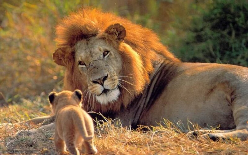 Lion and Cub — Brown, Calm, Sunset, Photograph