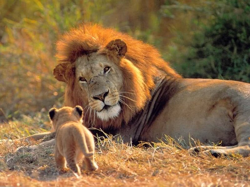 Lion and Cub — Brown, Calm, Sunset