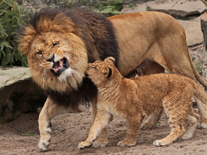 Lion and Cub — Brown, Dramatic