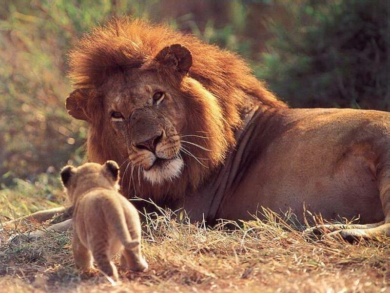 Lion and Cub — Brown