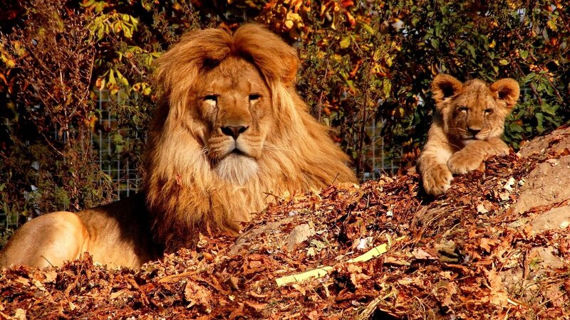 Lion and cub in autumn leaves