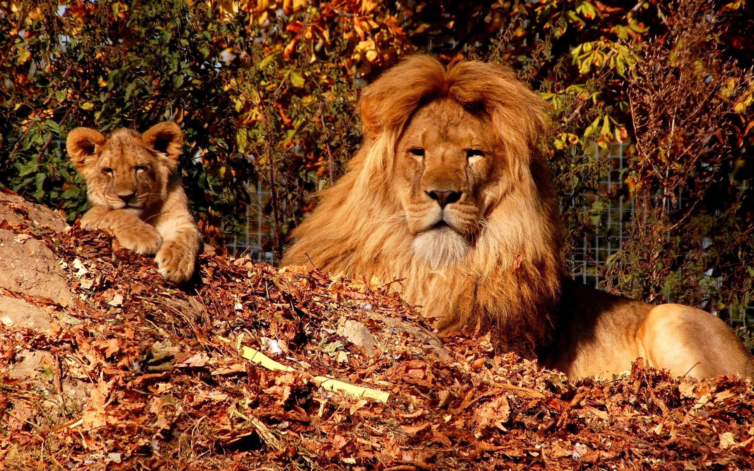 Lion and cub in autumn leaves