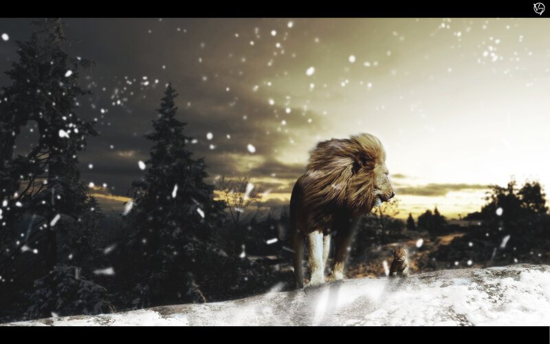 Lion and Cub in Snow
