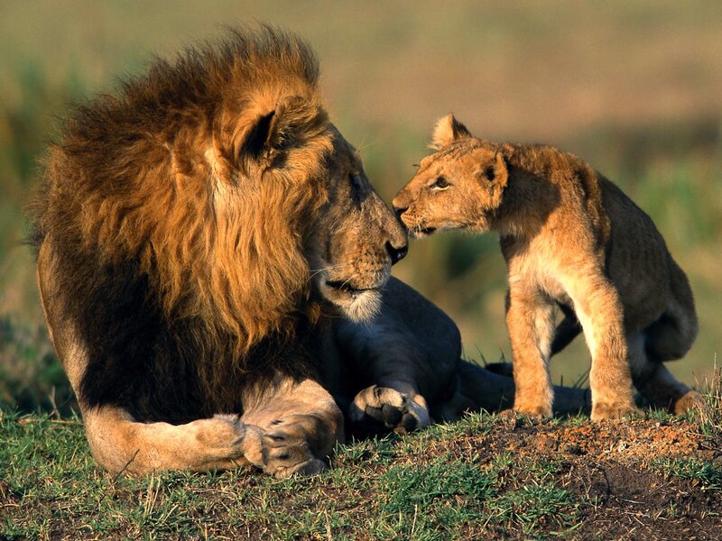Lion and cub interacting