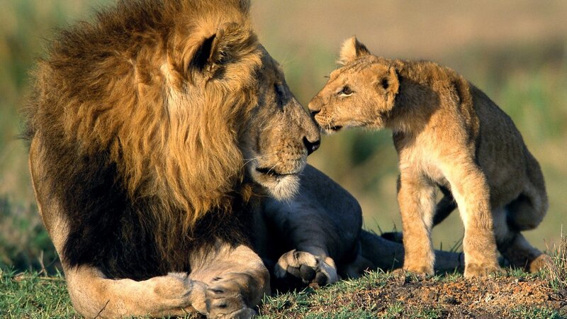Lion and cub interaction