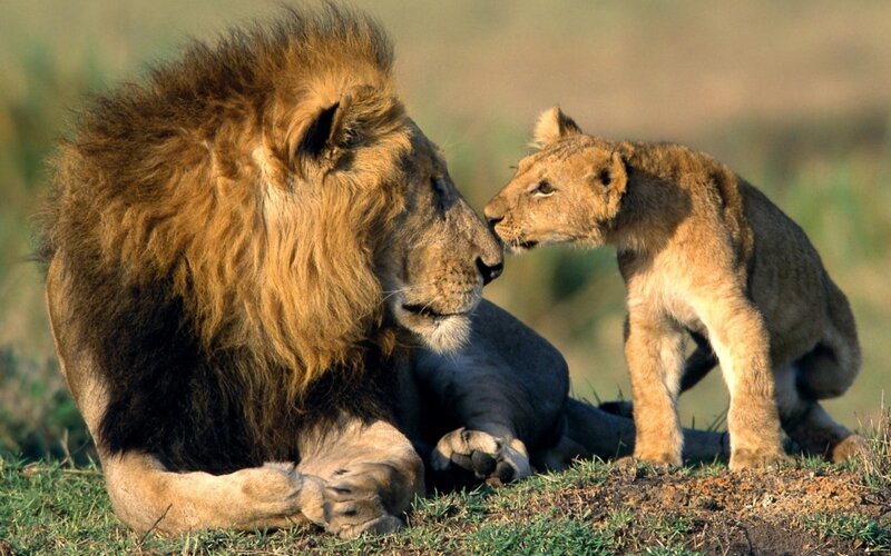Lion and cub interaction