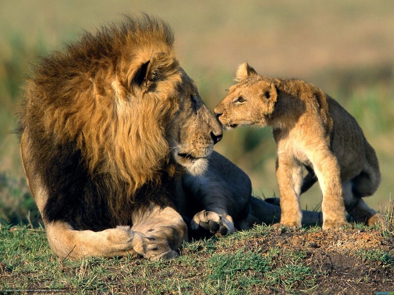 Lion and cub interaction