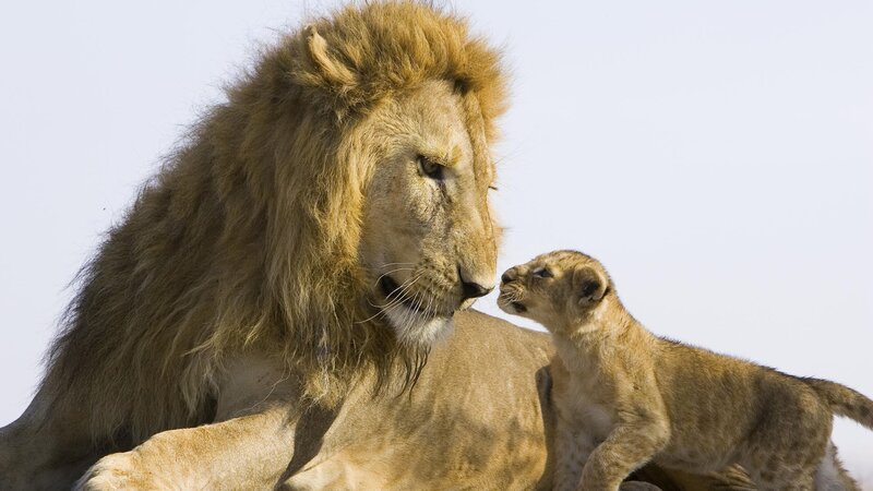 Lion and cub interaction