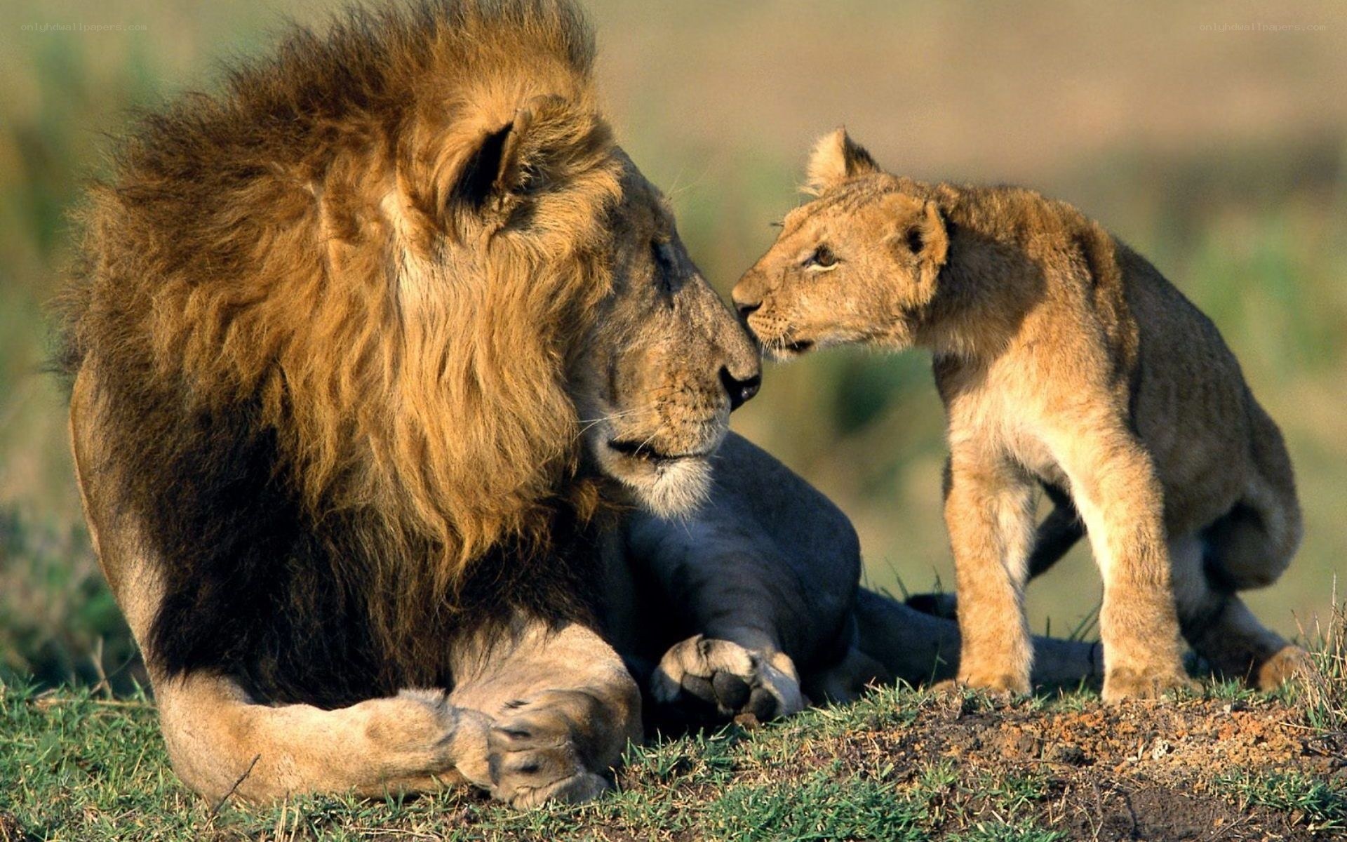Lion and cub interaction