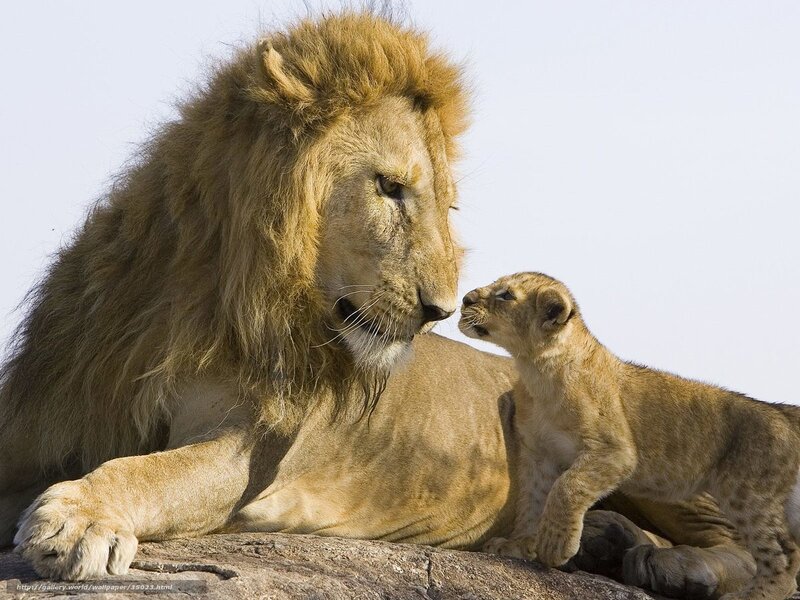 Lion and cub interaction