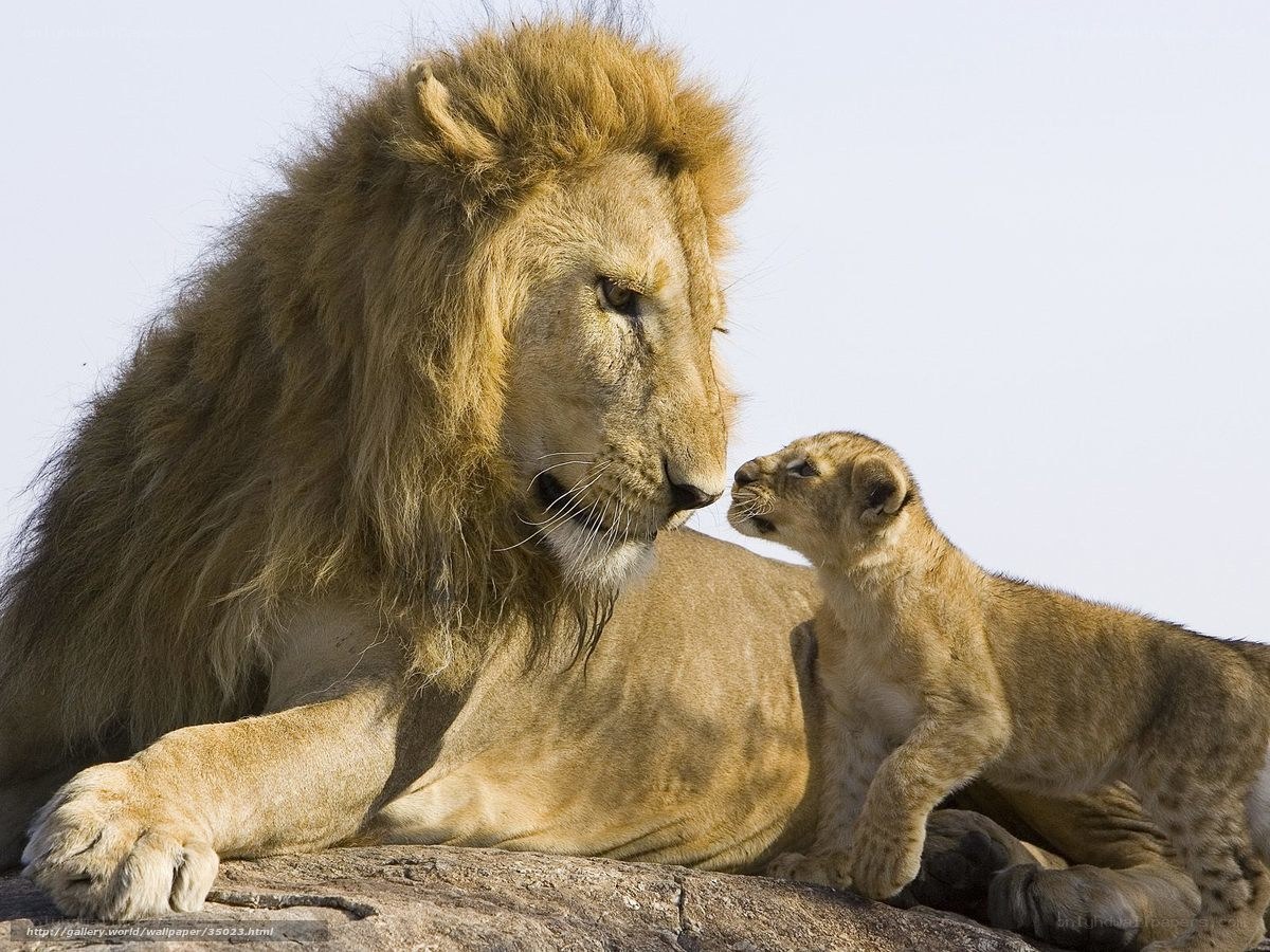 Lion and cub interaction