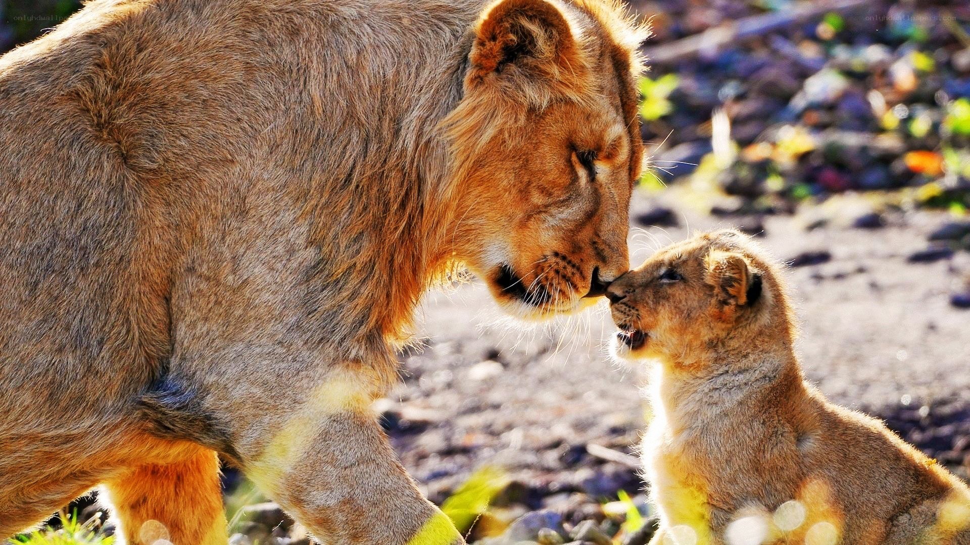 Lion and cub nuzzle