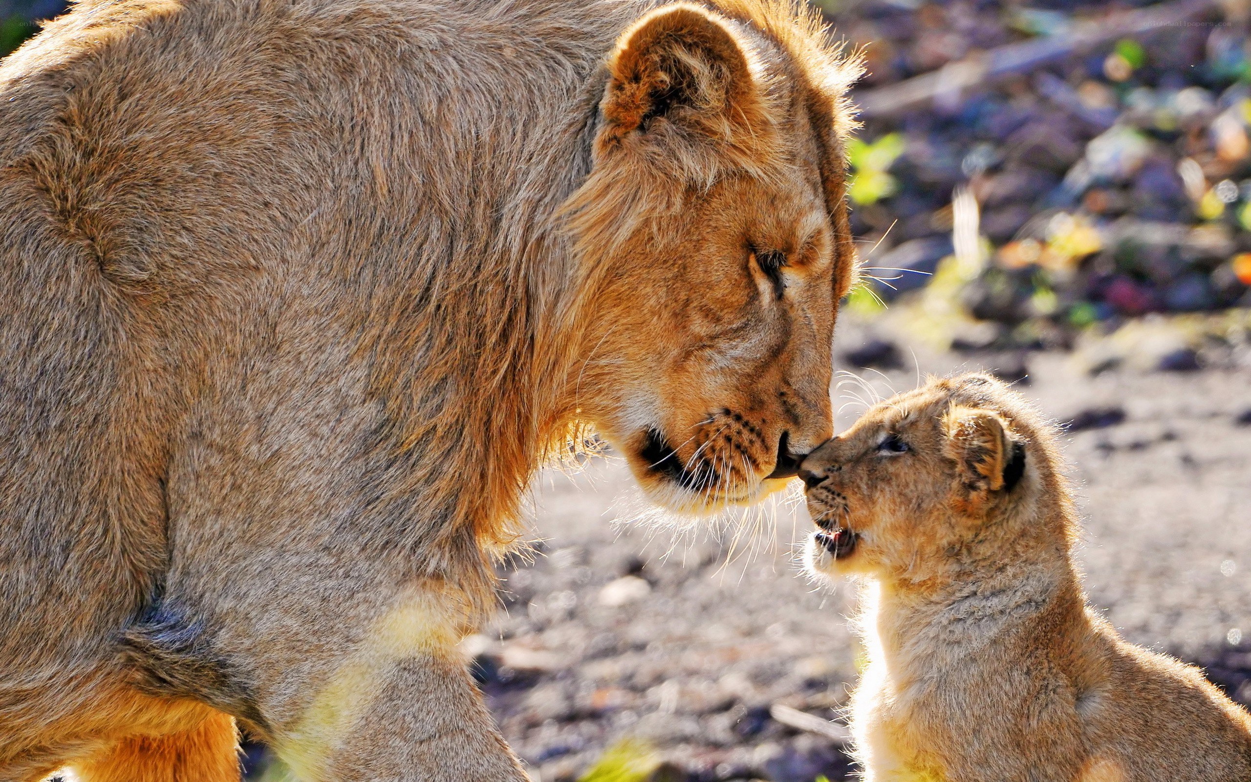 Lion and cub nuzzle