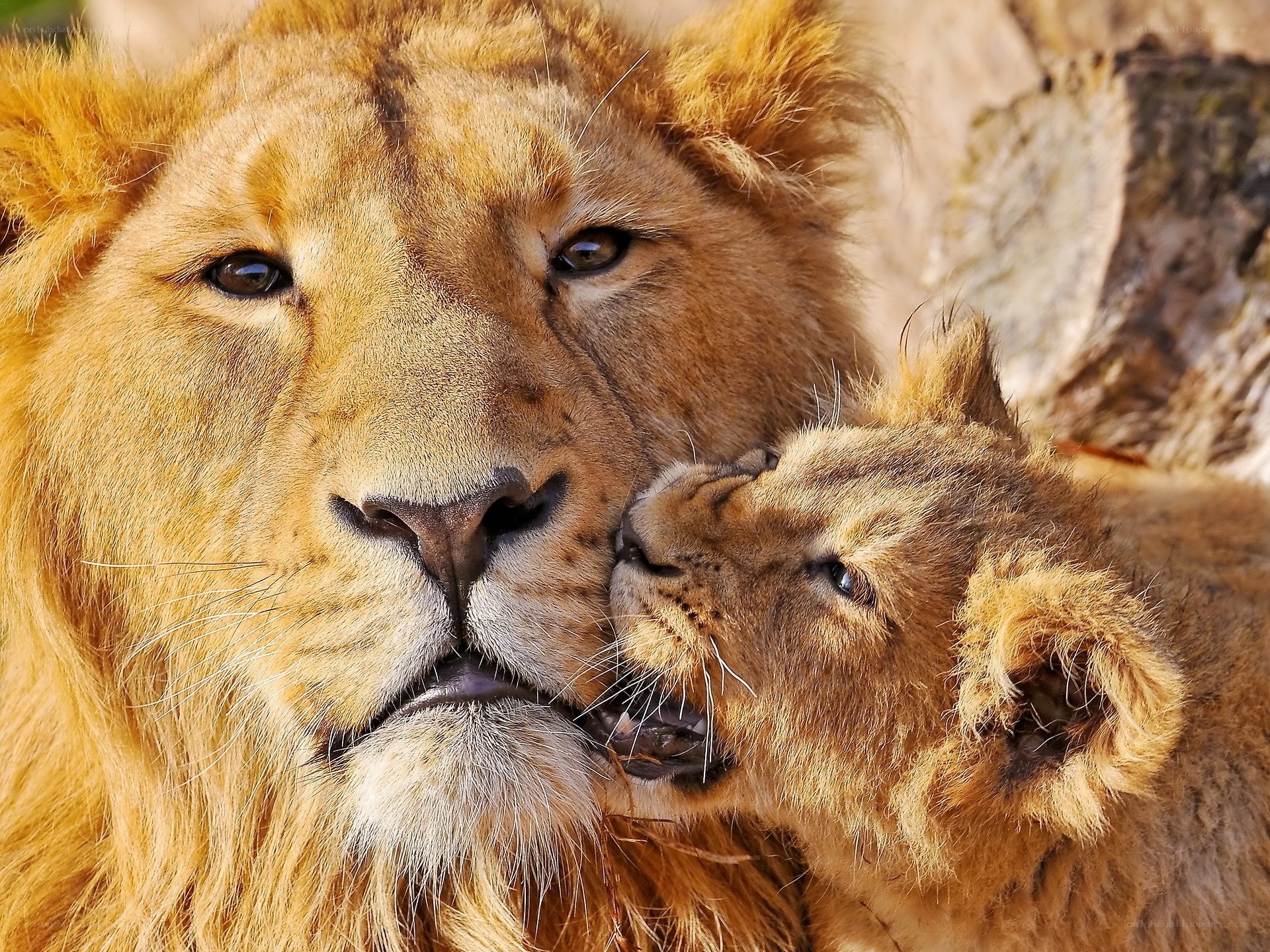Lion and cub nuzzle