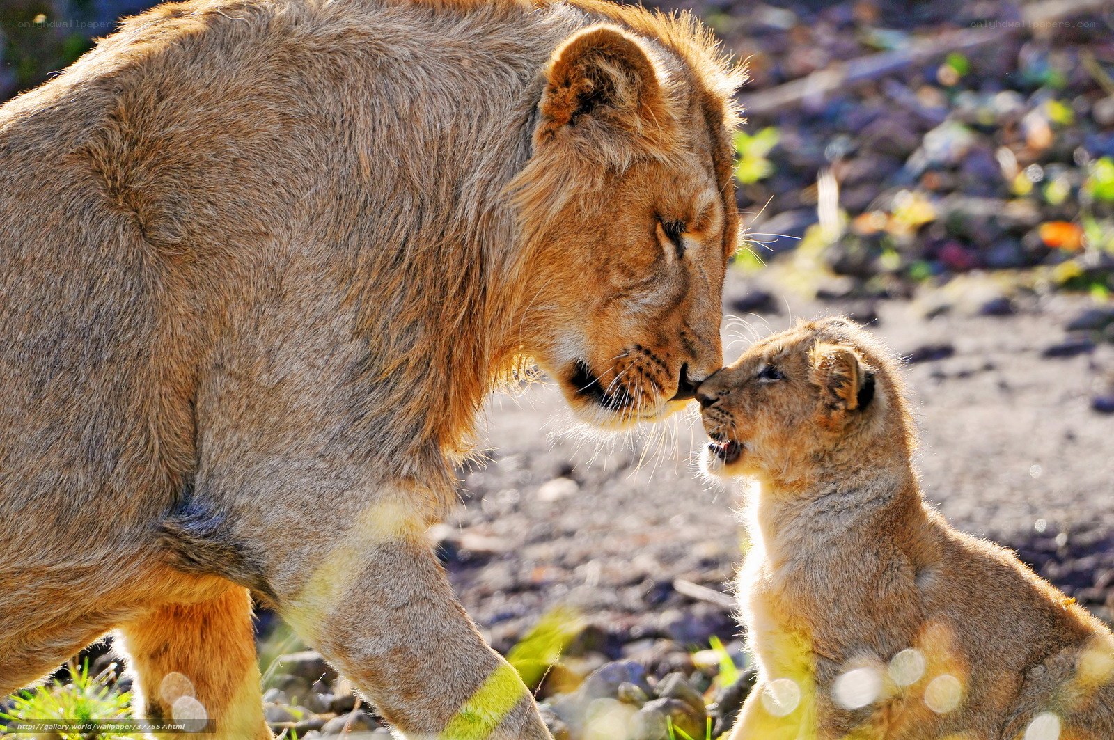 Lion and cub nuzzle