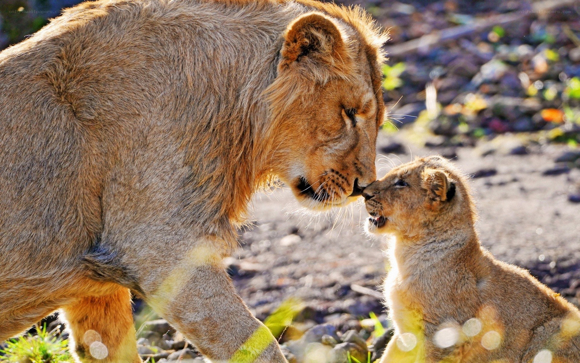 Lion and cub nuzzle