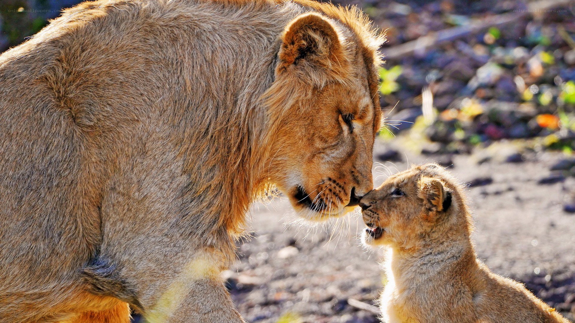 Lion and cub nuzzle