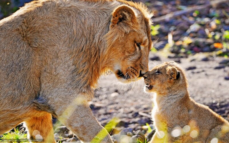 Lion and Cub Nuzzling — Brown, Tender