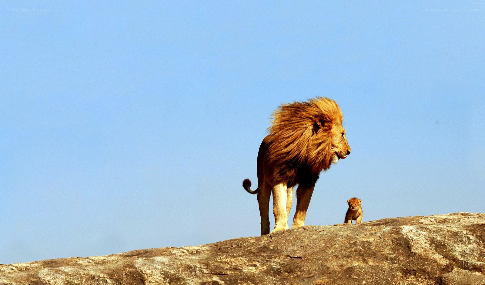 Lion and cub on a rock