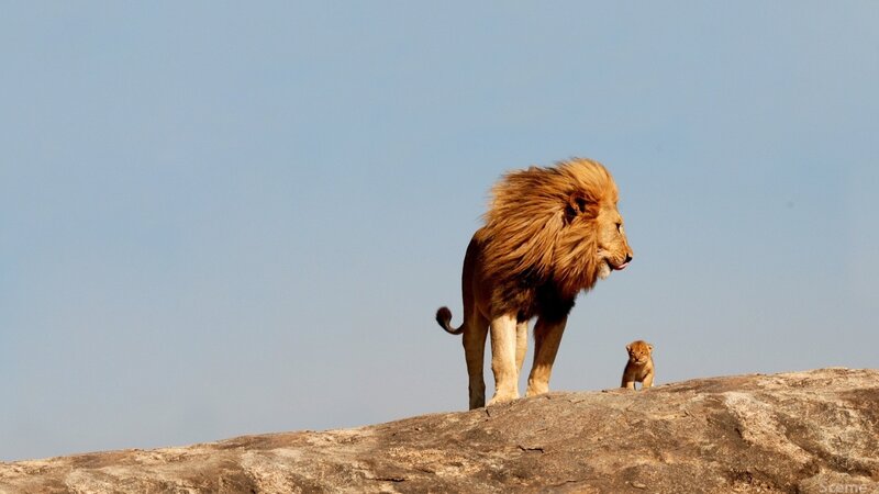 Lion and cub on a rock