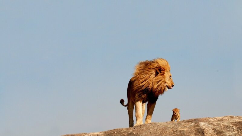 Lion and cub on a rock