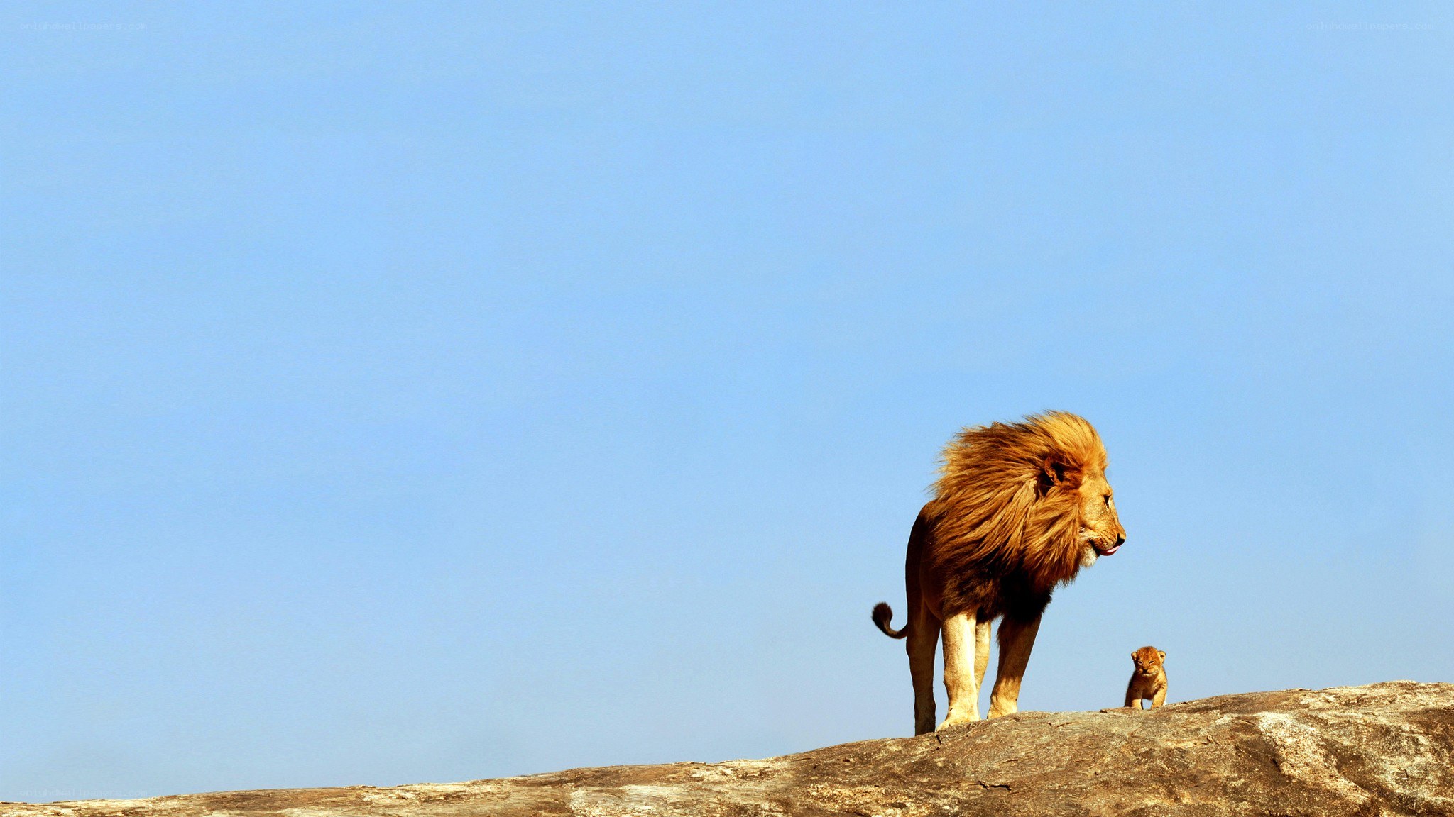 Lion and cub on a rock