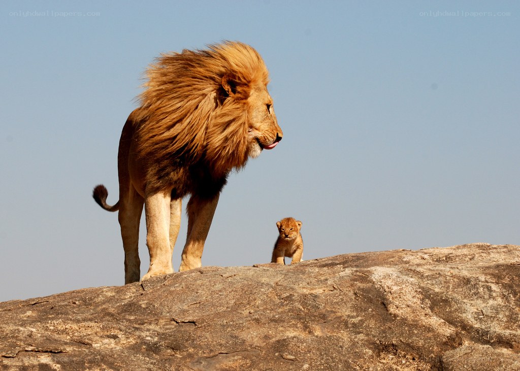 Lion and cub on a rock