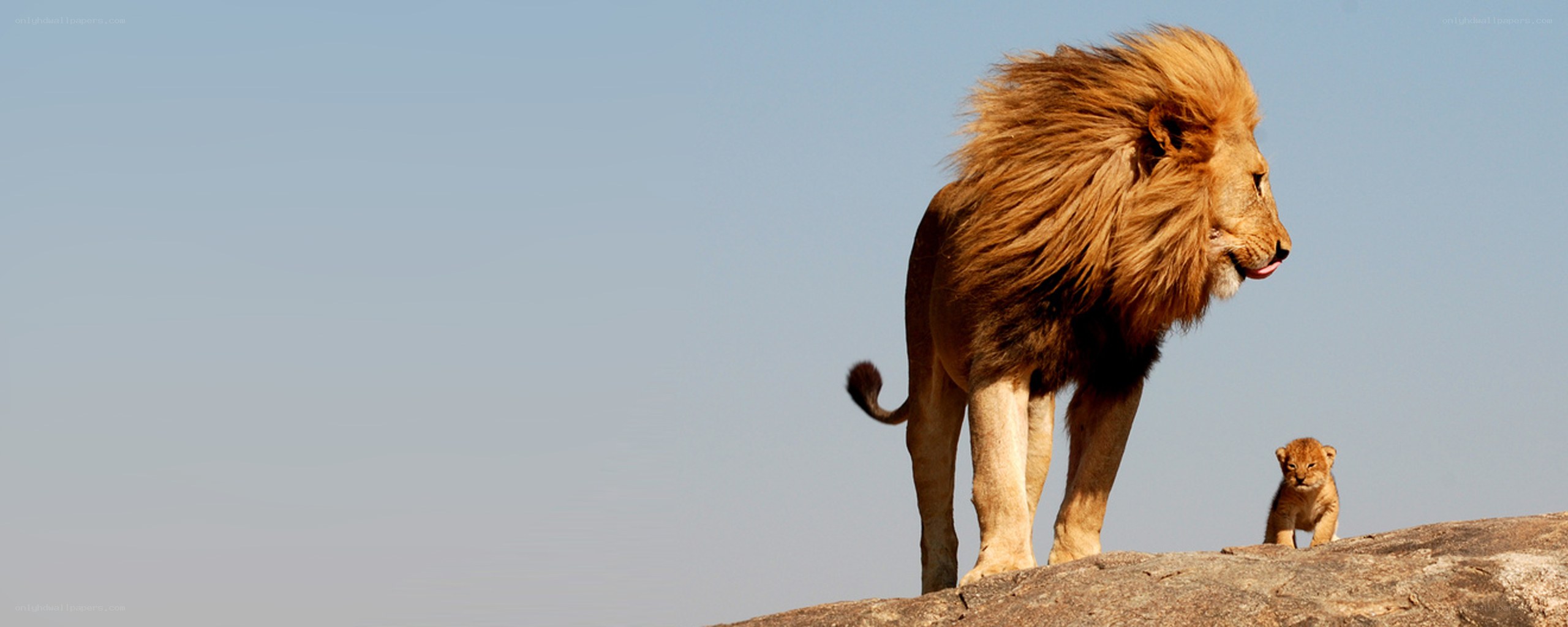 Lion and cub on a rock