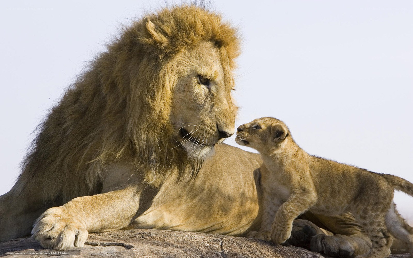 Lion and cub on a rock