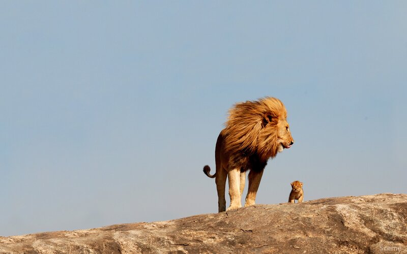 Lion and Cub on Rock — Brown