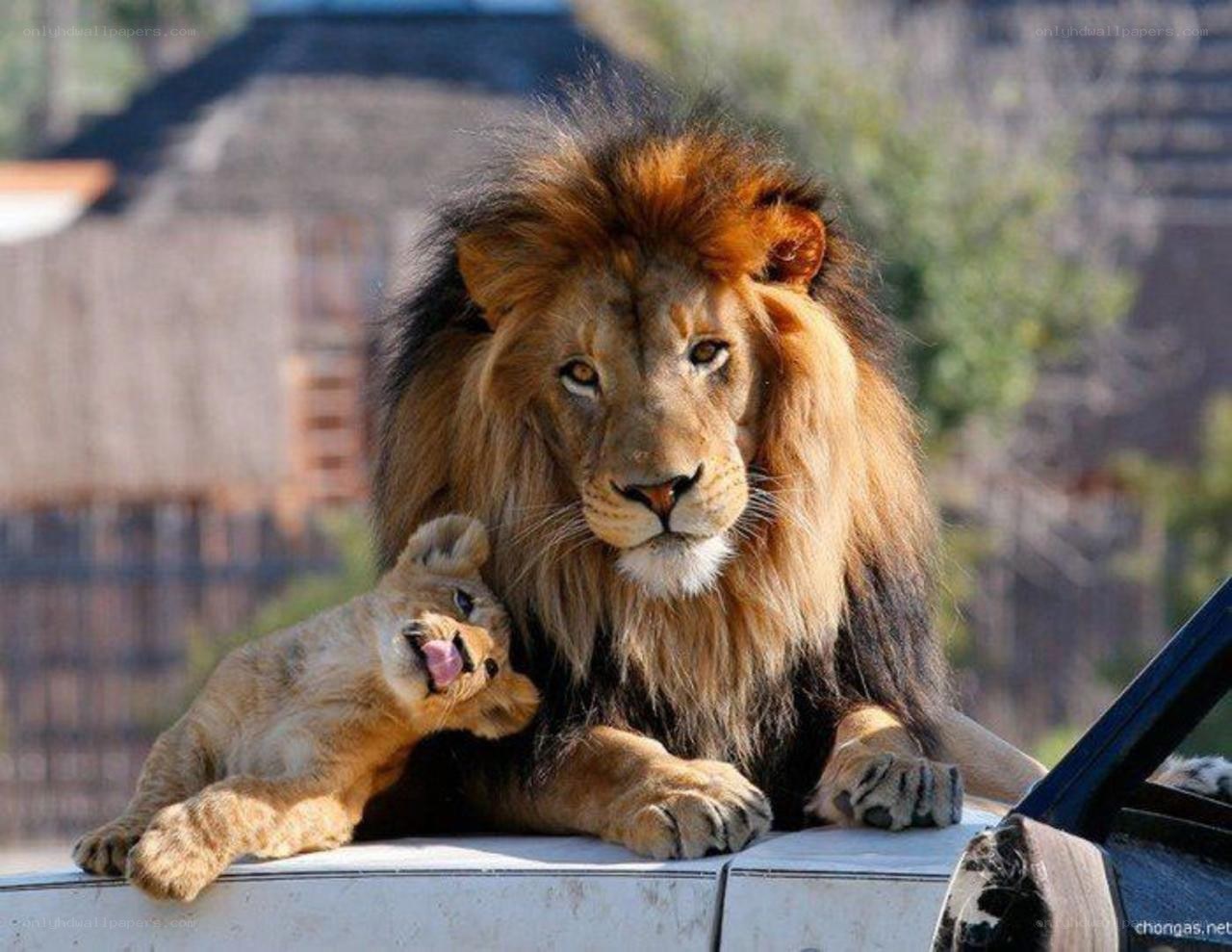 Lion and cub on vehicle