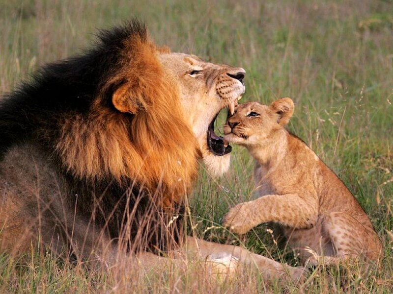 Lion and cub playing