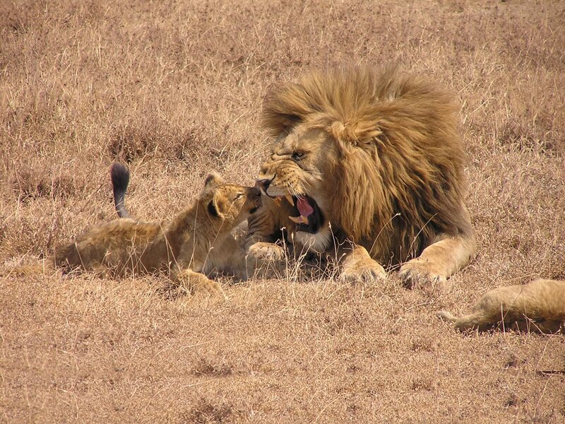 Lion and Cub Playing — Brown