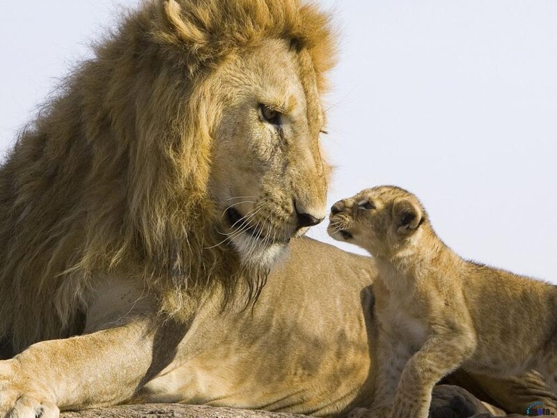Lion and Cub