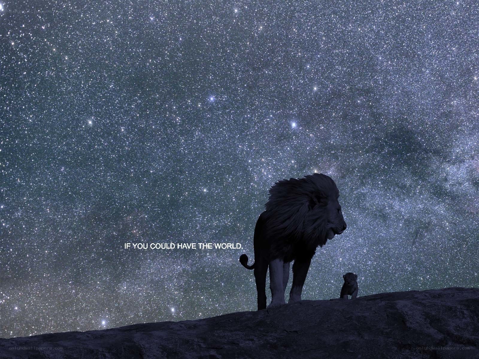 lion and cub under stars