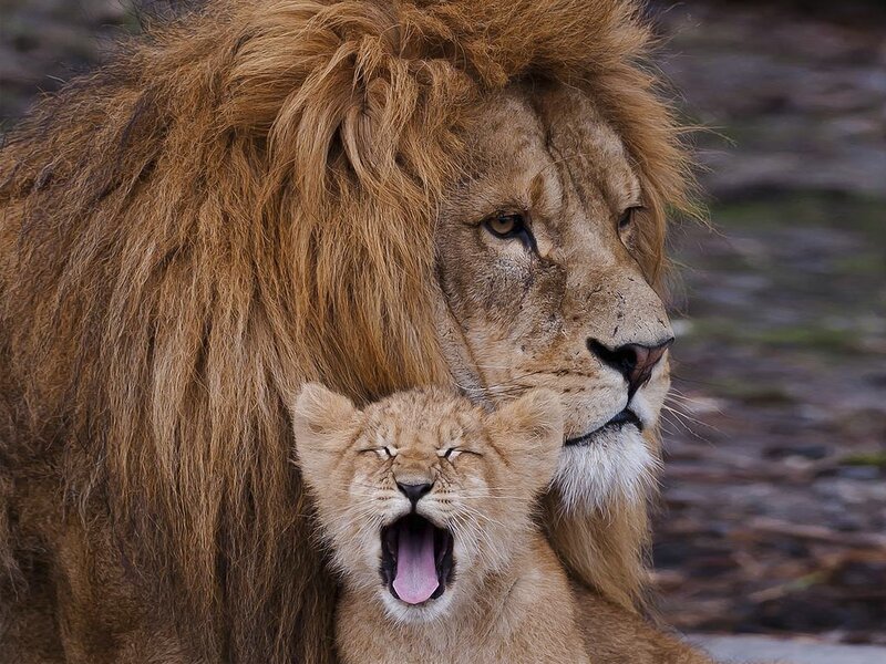 Lion and cub yawn